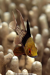 Cardinalfish
Bunaken Island, Sulawesi,Indonesia,
Nikon ... by Hans-Gert Broeder 